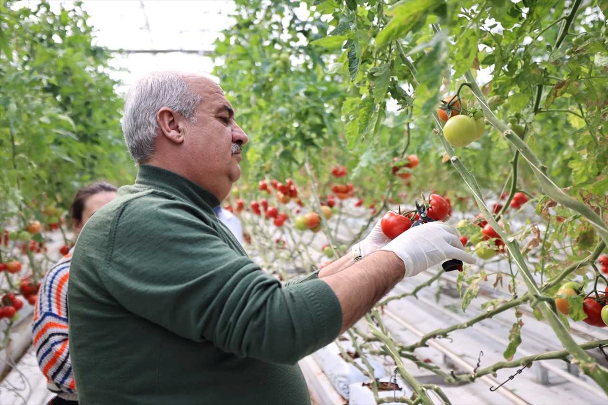 Soğuğun etkili olduğu Erzurum'da domatesler jeotermal seralarda üretiliyor