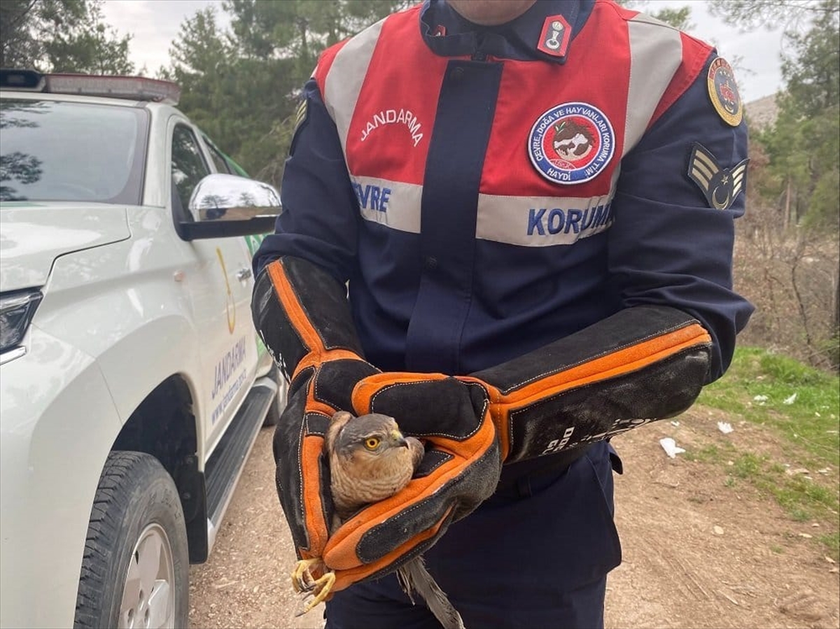 Amasya'da yaralı bulunan atmaca tedavi altına alındı