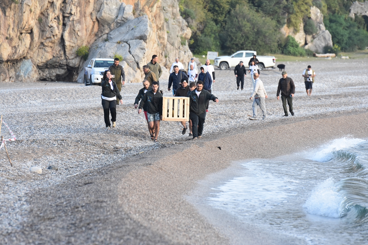 Eskişehir'de tedavi edilen Akdeniz foku yavrusu Antalya'da denize bırakıldı