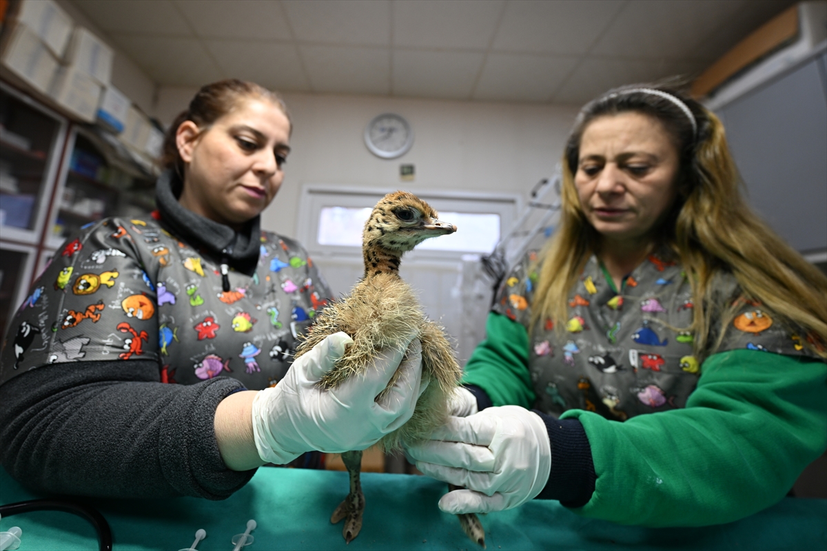 “Garip” isimli 6 günlük deve kuşu yavrusunun bakımını klinik personeli üstlendi