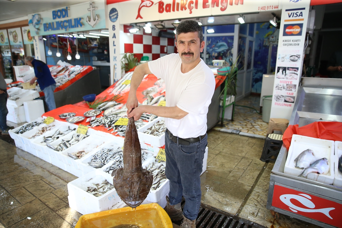 Karadeniz'de avlanan fener balığının kilogramı 500 liradan satışa sunuldu