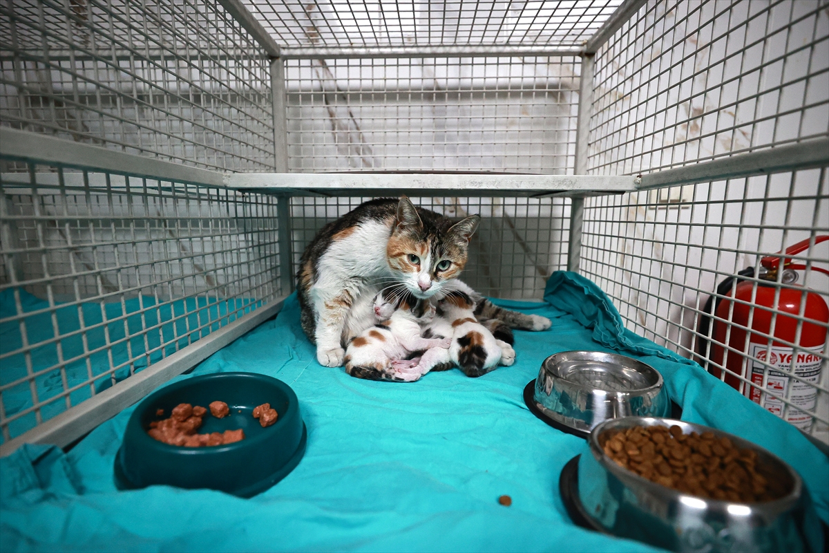 Mersin'de camide doğum yapan kedi ile 3 yavrusu koruma altına alındı