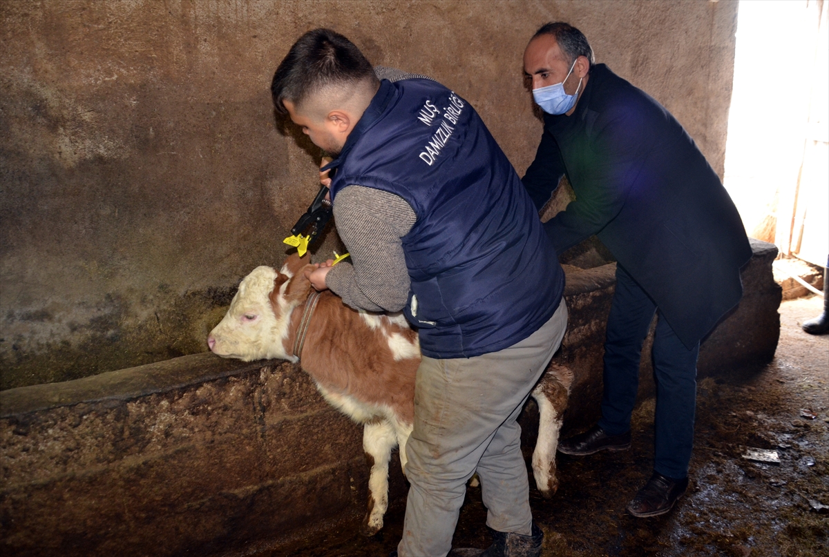 Muş'ta buzağıların ücretsiz küpelenmesi çalışmalarına başlandı