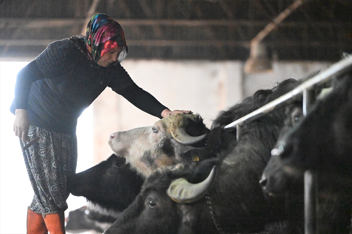 Süt ve peynir ihtiyacı için aldığı mandaları devlet desteğiyle çoğaltıp çiftlik kurdu