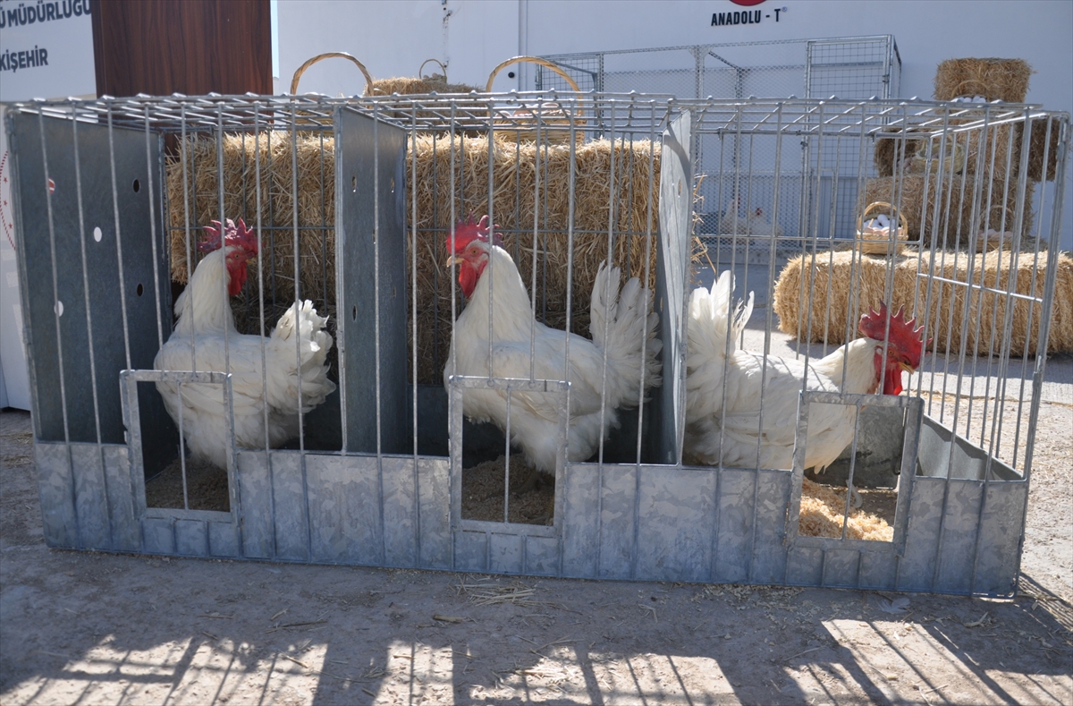 Tarım ve Orman Bakanı Yumaklı, Eskişehir'de konuştu: