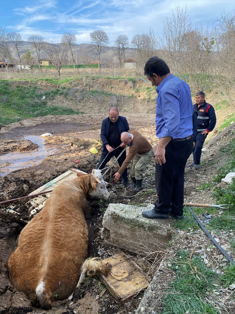 Tokat'ta gübreliğe düşen boğayı itfaiye kurtardı