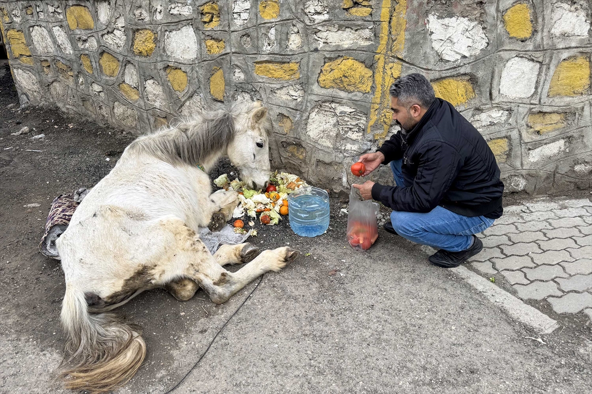 Van'da bitkin halde bulunan katıra ekipler müdahale etti